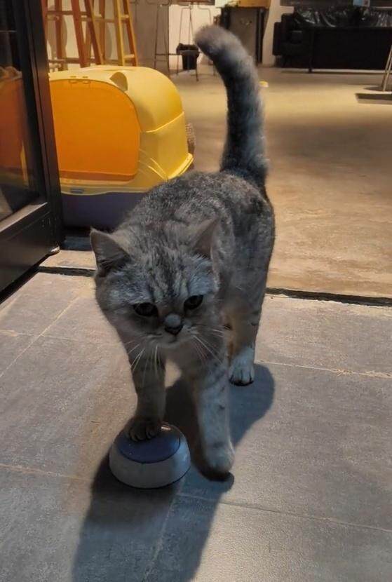 广东一咖啡店“迎宾猫”火了pg电子试玩会